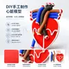 Modelo de corazón DIY, kit de materiales para secundaria, producción manual con arcilla, material didáctico de órganos humanos, modelo de estructura del corazón