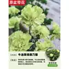 Plantas de Clavel en Maceta con Capullos, Plantas de Flores de Interior, Plantas Verdes de Escritorio y Sala de Estar Que Florecen Bien en Todas las Estaciones para Soportar Plántulas de Flores Resistentes al Frío