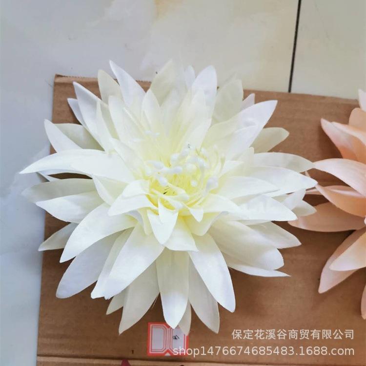 3头大爪菊-白色