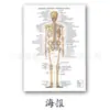 Comércio Exterior Exportação 3D Anatomia Médica Quadro de Parede Ensino Médico Instrução Quadro de Parede Quadro de Parede Médico 3D
