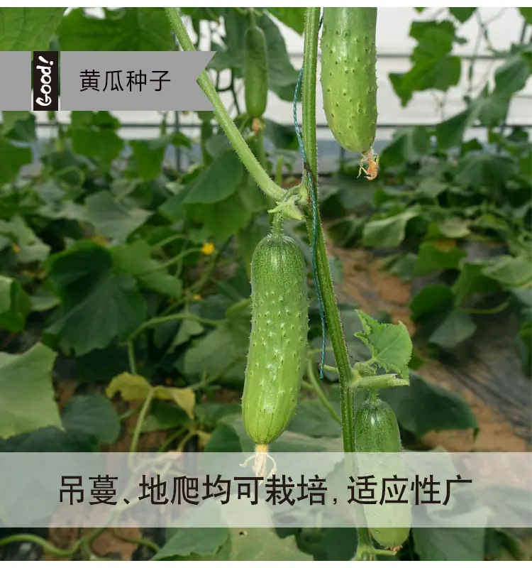春秋翠水果黄瓜03-4