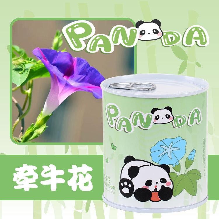 牵牛花