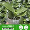 Mudas de Phalaenopsis com Hastes Florais e Botões Florais Orquídeas em Vaso Mudas Grandes Plantas de Interior para Sala de Estar As Florais são Fáceis de Alimentar em Todas as Estações
