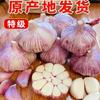 Ajo Seco 2025, Ajo Morado y Blanco, Ajo Seco de Este Año, Ajo Grande con Rico Sabor a Ajo - 2.5 kg