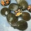 Tortuga Pequeña Colorida Tortuga Brasileña Viva Hierba China Tortuga de Piedra del Sur Ornamental Hierba de Hilo Verde Oreja Amarilla Tortuga de Agua Profunda Llama