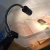 En stock Temporizador Atenuación Lámpara de Fondo de Caparazón de Tortuga Soporte Universal con Pinza Soporte para Lámpara de Tanque de Tortuga UVB