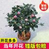 Dropshipping com botões de flores, plantas de camélia em vasos, mudas de quatro estações, mudas de camélia, plantas de interior, fáceis de cultivar, vermelho vermelho de cinco cores