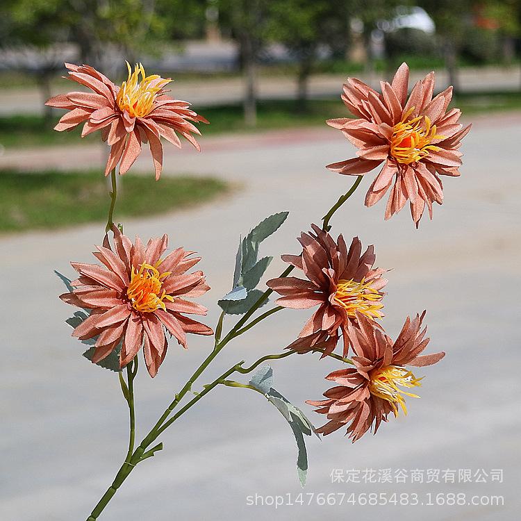 5头秋色小支大丽花-咖色_副本.jpg
