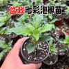 Mudas Coloridas de Pimenta em Vaso São Comestíveis e Ornamentais, Mudas de Pimenta Coloridas e Levemente Picantes São de Alta Produtividade e Podem Ser Plantadas em Massa por Pessoas Preguiçosas em Todas as Estações