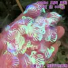 Escama de Dragón Sirena Iridiscente Concha Grande 40mm Lentejuelas Plegadas DIY Siete Colores Deslumbrante Escama de Pez Forma de Abanico Cuentas