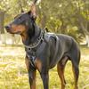 Suministro transfronterizo de perros grandes a prueba de explosiones, correa de pecho para mascotas, cuerda de tracción, protección de pecho anti-rotura con tracción reforzada para mascotas