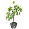 Fragante Balcón Patio Planta Verde Injertada Plántulas de Orquídea Blanca En Maceta Plántulas de Orquídea Amarilla Las Plántulas de Orquídea Amarilla Tienen un Período de Floración Largo y Son Fáciles de Vivir