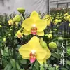 Planta de Phalaenopsis en Maceta con Vara Floral y Capullo Floral Flor Otoño e Invierno Orquídea para Sala de Estar Plántula Grande Planta de Interior Fácil de Mantener en Todas las Estaciones