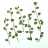 Lámpara de mesa con relieve de hoja real Chiba Chlorophytum Bryophyllum planta vela espécimen flor seca marcapáginas martingale flor seca decorativa