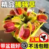 Planta Carnívora en Maceta Trampa para Moscas Que Come Insectos, una Planta Verde Repelente de Mosquitos de Escritorio para el Verano, Pinza para Plantas Carnívoras