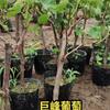 Dropshipping Patio Extra Grande Sunshine Rose Uva Plantón Jufeng Planta en Maceta Plantación Norte-Sur Plantación en el Suelo Plantación Resistente al Frío Escalada