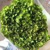 Fábrica de Yunnan, venta al por mayor, hortensia Anna eterna, color retro, para sala de estar, con voz vibrante, decoración en vivo, flor decorativa DIY