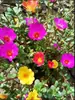 180 Variedades de Sementes de Flores Não Repetitivas, Fáceis de Cultivar em Todas as Estações, Podem Afastar Mosquitos, Adequadas para Varandas Internas e Externas, Distribuição Transfronteiriça