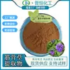 Extracto de Hierba Muscular Alta Concentración Polvo de Hierba Muscular Soluble en Agua 1 kg Pedido Mínimo Disponible para Entrega Inmediata