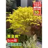Vivero de arces rojos japoneses para dropshipping, árbol enano rojo de cuatro estaciones, árbol paisajístico Princesa Danza Roja, resistente al frío para exteriores para villas