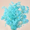 Fabricante de fuente de Gipsófila al por mayor personalizado A-grade flores eternas estrella soñadora para decoración del hogar, ramos DIY para bodas