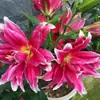 Bulbos de Lirio Perfumado de Doble Flor Importados con Semillas Dentadas, Macetas con Múltiples Cabezas Fragantes para Interiores y Exteriores, Otros Anturios