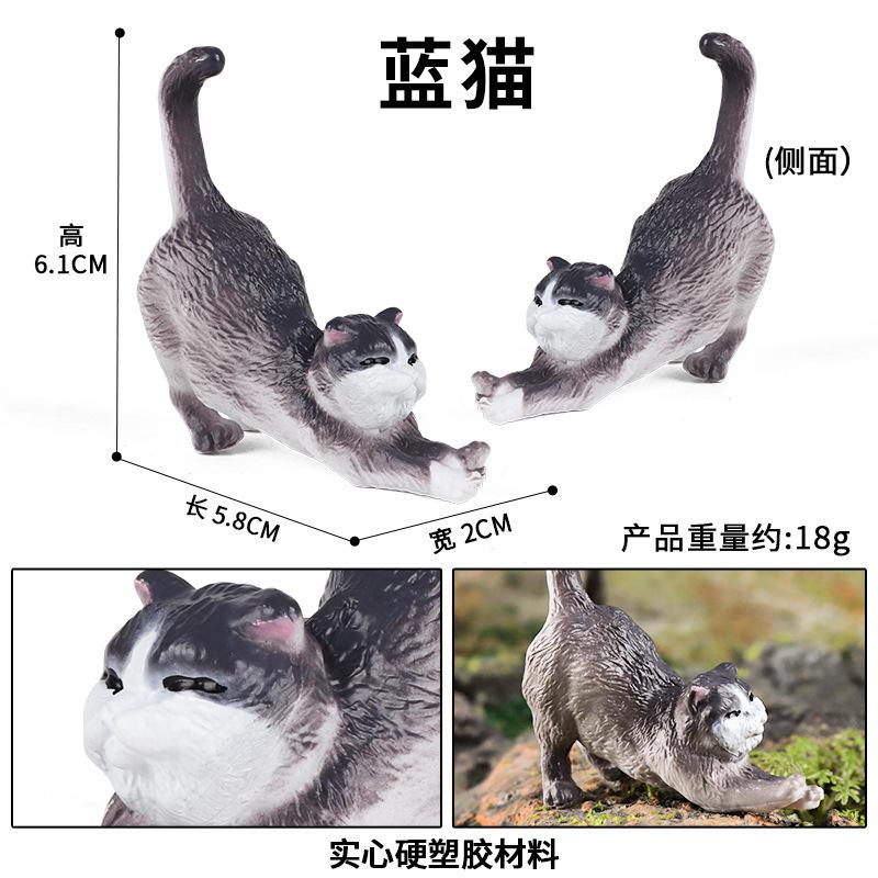 蓝猫