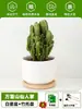 Ciudad sin Noche Planta de Aloe Vera en Maceta Planta Verde Purificadora de Aire de Interior Suculenta para Escritorio de Oficina Flor de Cuatro Estaciones Cactus Plántula de Aloe Vera