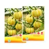 Suministro de Semillas de Calabaza Pequeña Huangbeibei Nueva Variedad Mini Castaña Pequeña 10 Kumquat Japonés Plantación
