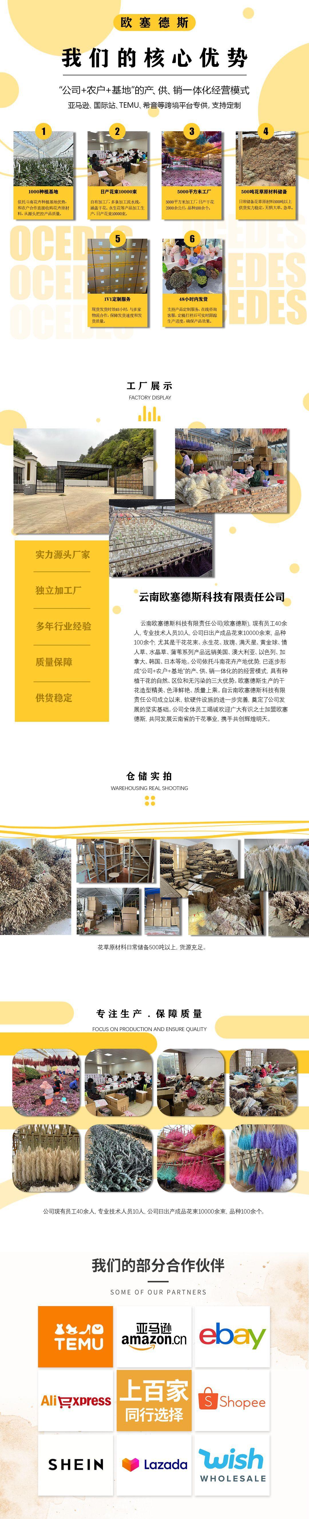 欧塞德斯