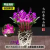Orquídea Dendrobium Perfumada de Colores Florece Bien en Todas las Estaciones, Plantas Verdes con Fuerte Fragancia Dendrobium Mejora el Sueño, Plantas Verdes Purifican el Aire