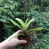 Piña Llena de Agua Linda Piña Colorida Tanque de Selva Tropical Plantas Acuáticas Ecológicas de Agua y Tierra Tanque para Reptiles Paisajismo Plantas Comunes
