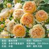 Dropshipping [] Plantones de Rosas de las Cuatro Estaciones Rosa Trepadora Flores Grandes Fragantes Jardín Plantas Trepadoras Flores Rosas