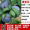 Dropshipping Árboles Jóvenes de Ciruela Azucarada Abeja Extragrande Ciruela Crujiente sin Hueso Plántulas de Fruta Semillas En Maceta Plantación en Suelo en el Sur y el Norte