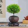 Bonsái nan rojo de hoja pequeña árbol de pila vieja planta en maceta de interior flor oficina nanmu dorado de escritorio planta pequeña verde