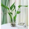 Strelitzia Reginae Planta Verde para Sala de Estar Planta Hidropónica Ave del Paraíso en Maceta Interior Fácil de Cultivar Escritorio Tolerante a la Sombra Cuatro Estaciones Florales Cultivados en Agua