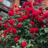 Dropshipping de Sementes de Videira Longsha Gem Vine Videira Arco-Íris Roseira Plantas Trepadeiras em Vasos Florescendo o Ano Todo na Varanda