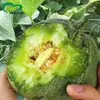 Sementes de Melão Fada Tesouro Verde Horta de Vegetais de Terra Arável Maturação Precoce Resistente ao Armazenamento Casca Verde Polpa Espessa Aromatizado Doce Crocante Sementes de Melão
