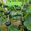 Sementes de Abóbora Beibei Verde, Abóbora Pequena, Sementes de Abóbora Castanha, Sementes de Vegetais da Primavera Quatro Estações