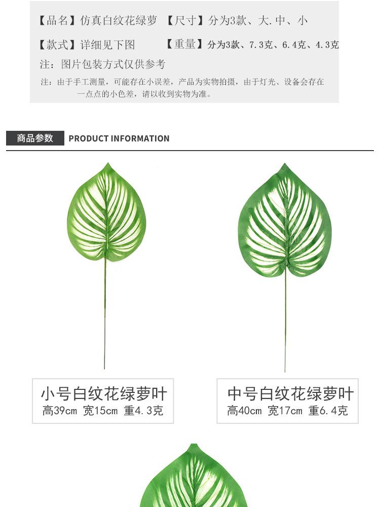 白纹花绿萝叶单支_02.jpg