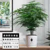 Plantas de Espárragos en Maceta para Interiores Bonsái Grande Absorben Formaldehído Todo el Año Plantas Verdes Perennes Florales Fáciles de Cultivar y Mantener