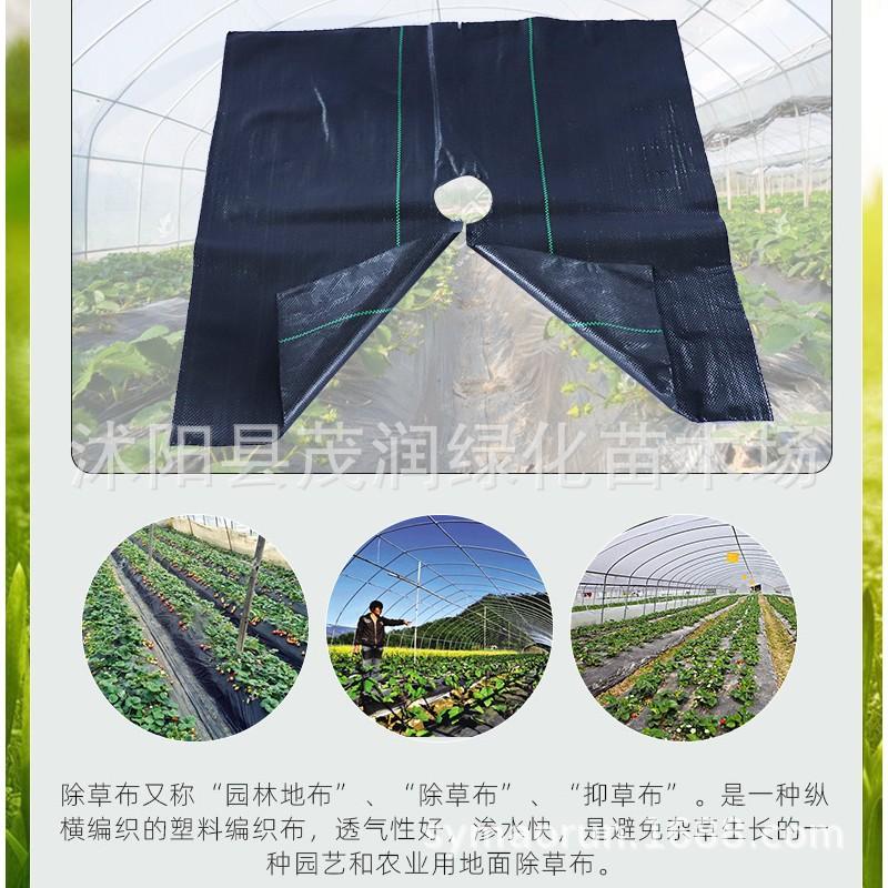 防草布05