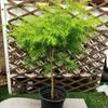 Planta em Vaso Salgueiro Dourado Fragrante Madeira Dourada Fragrante de Mil Camadas Vaso Grande com Fragrância Pátio Varanda Folhagem Plantas Verdes Florais