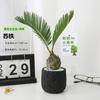 Árvore de Ferro Mexicana Trevo de Quatro Folhas em Vaso Planta Verde de Escritório Jardim de Infância Mesa Flor Emocional