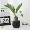 Planta em vaso Árvore de Ferro Mexicana trevo de quatro folhas, planta verde de interior para escritório, flor de humor para mesa de escritório, para creche volta às aulas