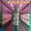 Almacén de Plantación Móvil, Fábrica de Plantas, Versión Doble para Cultivo de Champiñones e Hidropónico, Temperatura y Humedad Constantes, Producción Totalmente Automática Durante Todo el Año