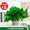 Rábano Verde en Maceta Elimina Formaldehído, Purifica el Aire, Florales y Plantas Verdes para Oficina en Interiores, Absorbe Formaldehído en Casa, y Es Fácil de Mantener en la Sala de Estar