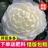 Dropshipping Plántulas de Camelia Xiangfei Plantas de Camelia en Maceta Florecen en Todas las Estaciones y Son Buenas para Alimentar Interiores Sala de Estar Balcón Exterior