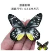 Venta Directa al Por Mayor de Fábrica de Especímenes Reales de Mariposas con Alas Extendidas, Diversos Insectos y Escarabajos, Accesorios para Fotos, Educación Científica, Especímenes Naturales
