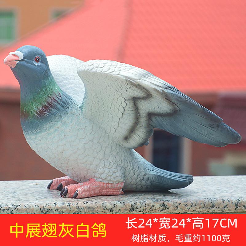 中展翅灰白鸽